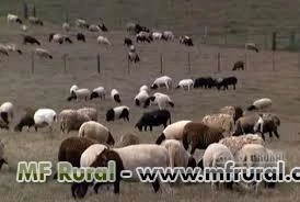 GOLDEN SHEEP E - RAÇÃO DE QUALIDADE PARA OVELHAS