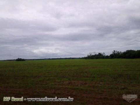 Fazenda a venda em Rondonia