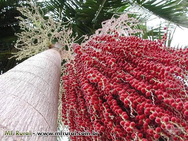 1 kg sementes palmeira real australiana