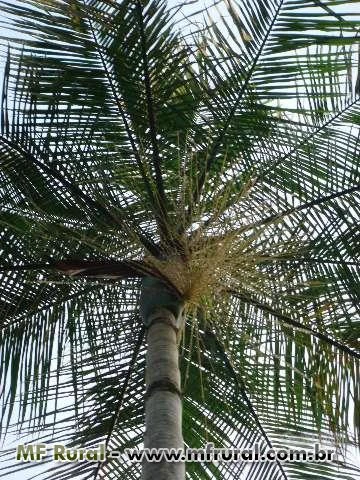 10 kg sementes palmeira juçara euterpe edulis (açaí)