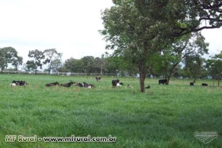 EXCELENTE FAZENDA - MARGENS BR 262 - 18 KM ABCZ E CENTRO DE UBERABA - 87 HECTARES