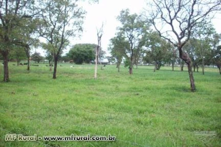 EXCELENTE FAZENDA - MARGENS BR 262 - 18 KM ABCZ E CENTRO DE UBERABA - 87 HECTARES