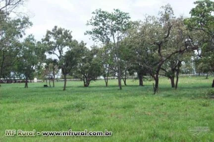 EXCELENTE FAZENDA - MARGENS BR 262 - 18 KM ABCZ E CENTRO DE UBERABA - 87 HECTARES