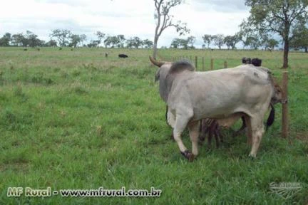 EXCELENTE FAZENDA - MARGENS BR 262 - 18 KM ABCZ E CENTRO DE UBERABA - 87 HECTARES