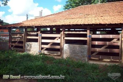 EXCELENTE FAZENDA - MARGENS BR 262 - 18 KM ABCZ E CENTRO DE UBERABA - 87 HECTARES