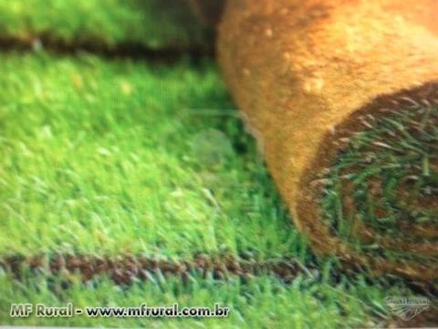 grama batatais em placas e sementes