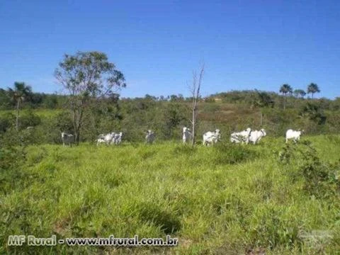 Fazenda em João Pinheiro - MG
