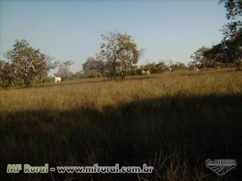 Fazenda em Cocalinho - MT