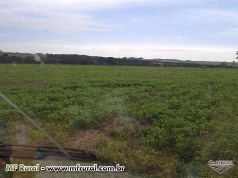 Fazenda de oportunidade