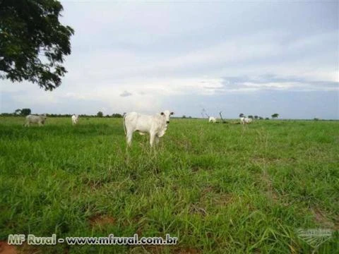 Fazenda pra agricultura/pecuária em Miracema próximo a Palmas
