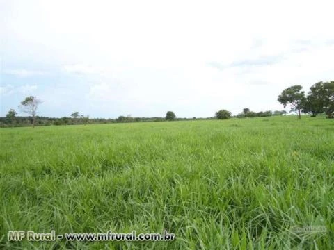 Fazenda pra agricultura/pecuária em Miracema próximo a Palmas
