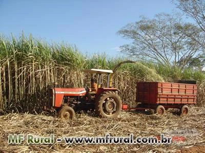 SILAGEM DE CANA DE AÇÚCAR GRANEL E ENSACADA A VÁCUO ENTREGAMOS EM TODO BRASIL