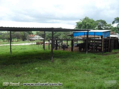 Sitio 8 Alqueires em Marechal Candido Rondon, Pr