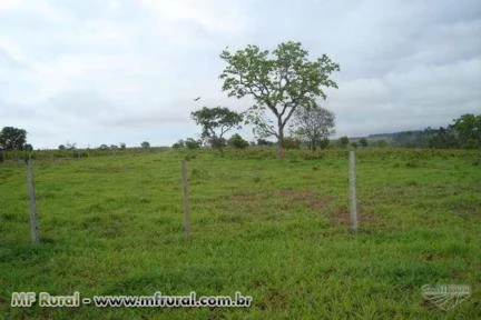 Fazenda com 1.700 ha (702 alq) em Ribas do Rio Pardo-MS