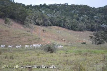 Fazenda Três Cachoeiras (Cantagalo - RJ) - 130 Alqueires
