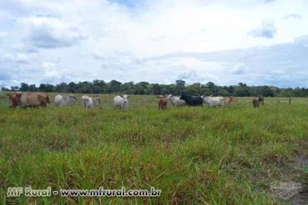 FAZENDA COLORADO DO OESTE-RO