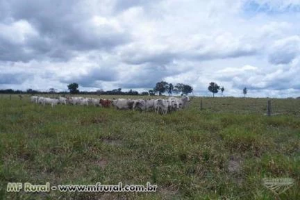 FAZENDA COLORADO DO OESTE-RO