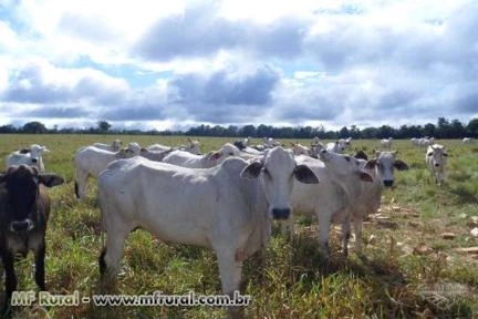 FAZENDA COLORADO DO OESTE-RO