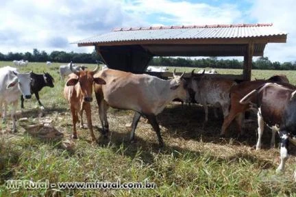 FAZENDA COLORADO DO OESTE-RO