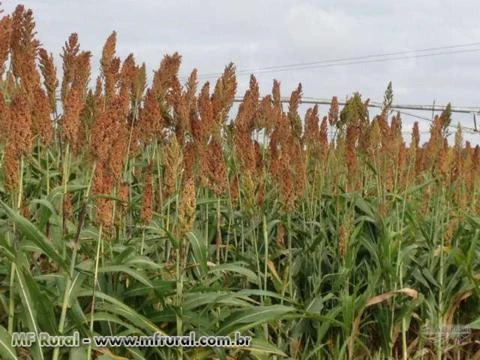 SILAGEM DABOA - SORGO