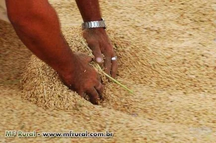 AÇUCAR, ARROZ BRANCO, ARROZ PARABOLIZADO, FEIJÃO, MILHO, ÓLEOS, CAFÉ, FRUTAS