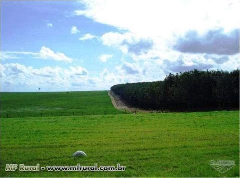 Vendo fazenda em Marilia/SP para pastagem ou plantio topografia otima