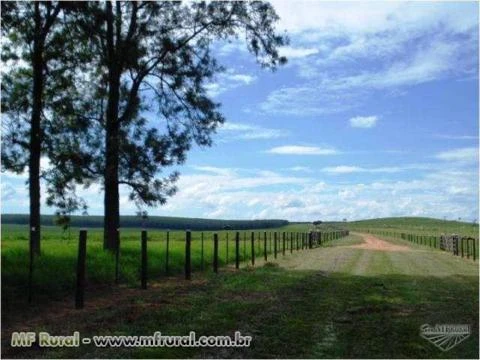 Vendo fazenda em Marilia/SP para pastagem ou plantio topografia otima