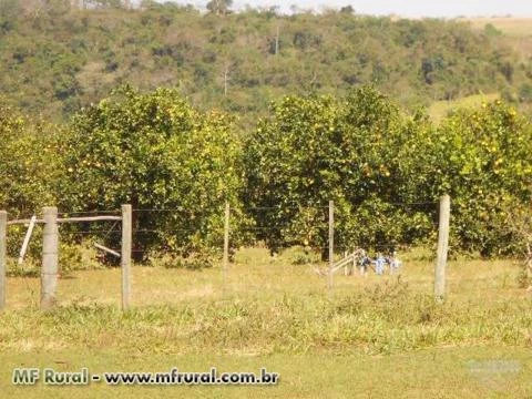 Vendo fazenda na região de Guaranta com 163 alqueires