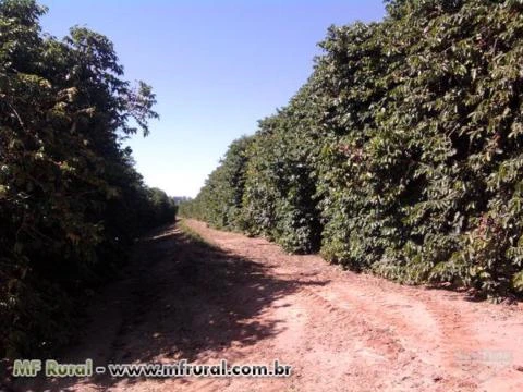 Fazenda na região de Marília/SP com lavoura de café e pasto com curral