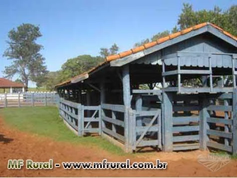 Fazenda na região de Marília/SP com lavoura de café e pasto com curral