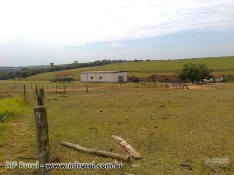 Fazenda na região de Cabrália Paulista/SP 100% plana formada pecuaria