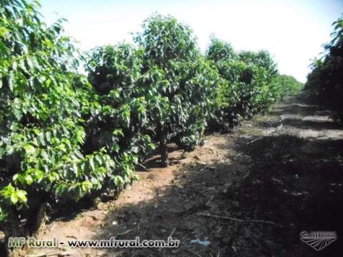 Vendo Fazenda em Garça/SP com lavoura de café