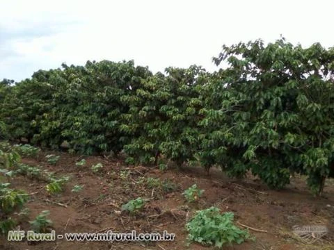 Vendo sitio entre Marilia/SP e Garca/SP com pasto cafe e eucalipto com mangueira