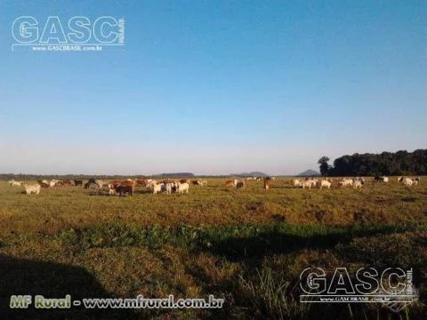 Fazenda em Araquari - SC com 1570 ha
