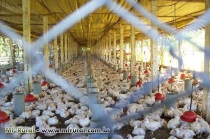 SÍTIO COM GRANJA DE FRANGO. RENDA CERTA