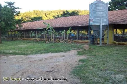 SÍTIO COM GRANJA DE FRANGO. RENDA CERTA