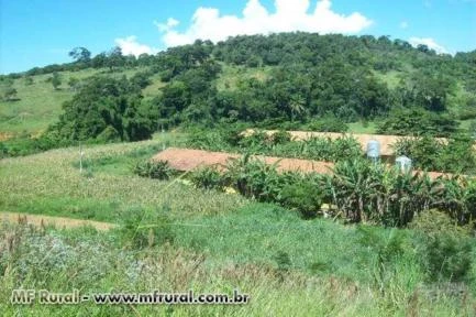 SÍTIO COM GRANJA DE FRANGO. RENDA CERTA