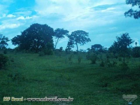 Fazenda no Município de Torixoréu - MT - 1.456 hectares