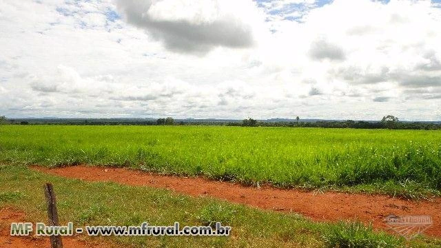 FAZENDA MUITO BOA COM 1.597 HECTARES