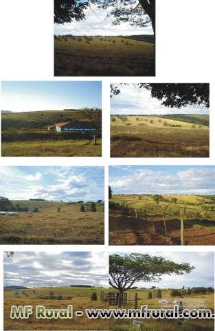 Oportunidade única: Fazenda com 75 alqueires (181,5 hectares) em Rio Claro - SP