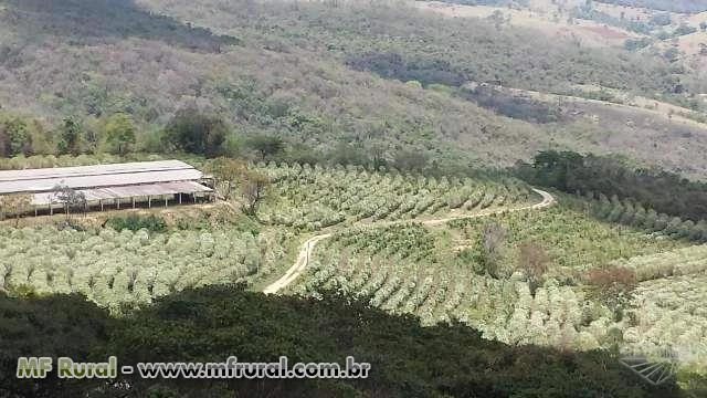 Fazenda de Café e Pecuária Leiteira em Minas Gerais