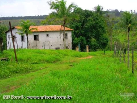 22 hectares no Recôncavo