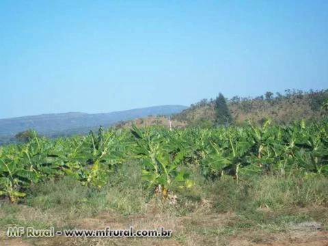 Bananal com 10,000 pes de Banana da terra produzindo