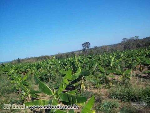 Bananal com 10,000 pes de Banana da terra produzindo