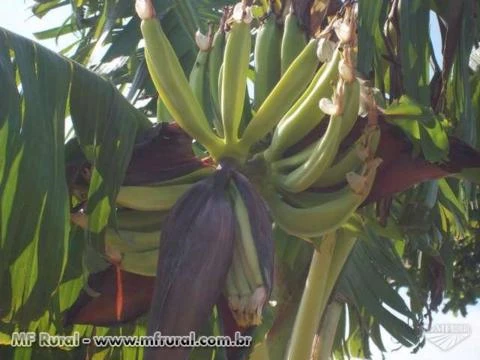 Bananal com 10,000 pes de Banana da terra produzindo