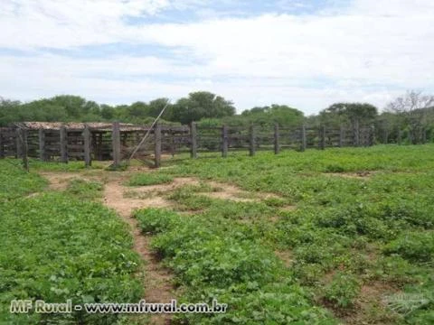 Fazenda Interior da Bahia, Muquém de São Francisco/Barra - Ba