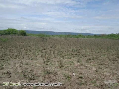 Fazenda Interior da Bahia, Muquém de São Francisco/Barra - Ba