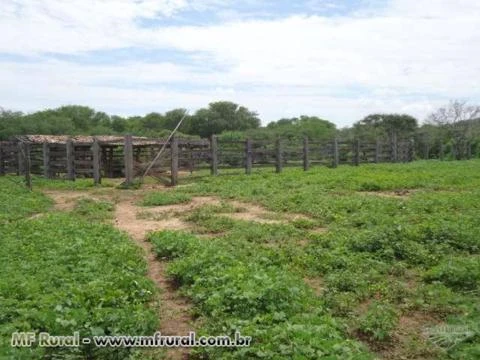 Compensação Ambiental em Bioma Cerrado Oeste da Bahia