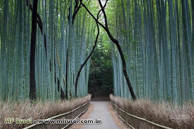 Sementes de Bambu Mossô gigante