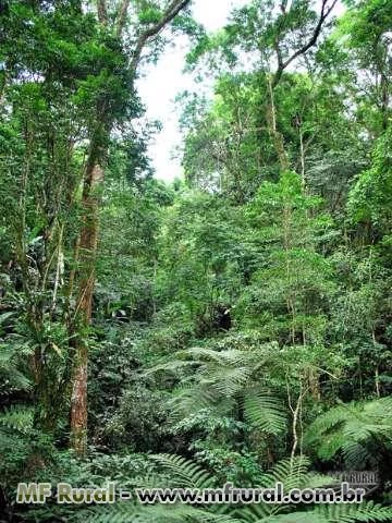 Vendo sitio com mata nativa 200 hectares madeira nobre